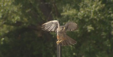 Falcon about to take flight