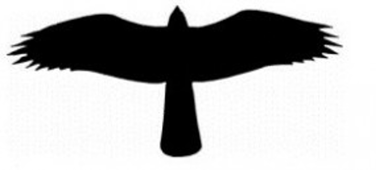 Outline of Australasian Harrier/hawk Outline of Australasian Harrier/hawk