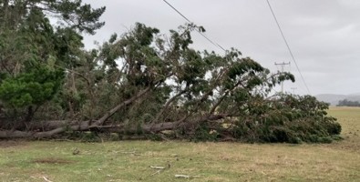 Photo of a fallen tree underneath downed power lines.