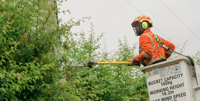 Photo close up of a professional arborist in the cherry picker basket trimming a tree growing around a power pole.